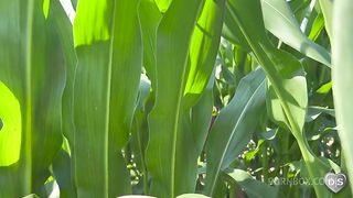 Outdoor dildo and fist fuck in a cornfield