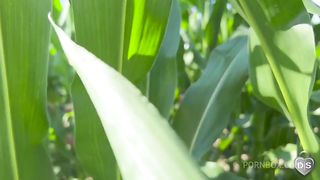 Outdoor dildo and fist fuck in a cornfield