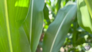 Outdoor dildo and fist fuck in a cornfield