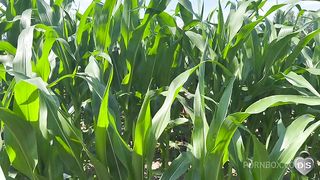 Outdoor dildo and fist fuck in a cornfield