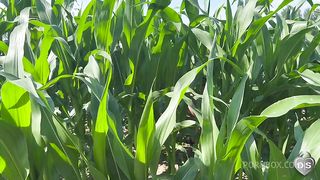 Outdoor dildo and fist fuck in a cornfield