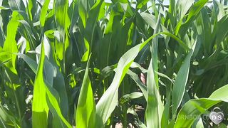 Outdoor dildo and fist fuck in a cornfield