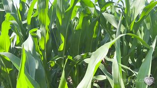 Outdoor dildo and fist fuck in a cornfield