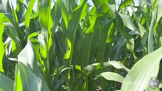 Outdoor dildo and fist fuck in a cornfield