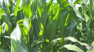Outdoor dildo and fist fuck in a cornfield