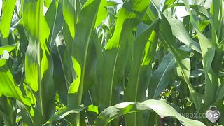 Outdoor dildo and fist fuck in a cornfield