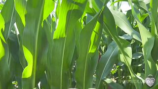 Outdoor dildo and fist fuck in a cornfield