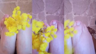 PIEDINI PROFUMATI DI MIMOSA