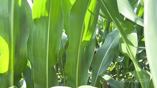 Getting Anal Abused in the CornField