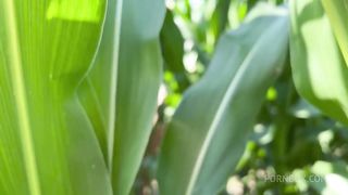 Getting Anal Abused in the CornField