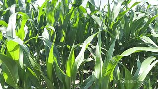 Getting Anal Abused in the CornField