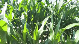 Getting Anal Abused in the CornField