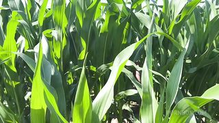 Getting Anal Abused in the CornField