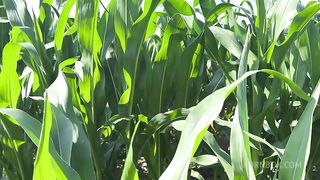 Getting Anal Abused in the CornField