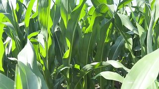 Getting Anal Abused in the CornField