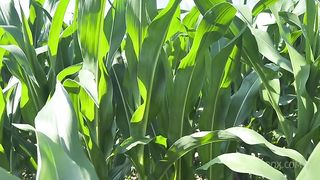 Getting Anal Abused in the CornField