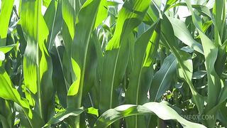 Getting Anal Abused in the CornField