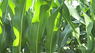 Getting Anal Abused in the CornField