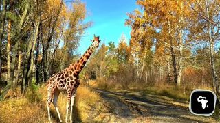 A SEDUCTIVE BEAUTIFUL STRANGER CAME INTO HIS HOME TO CART AWAY WITH HIS LAPTOP WHEN SHE S CAUGHT RED-HANDED AND GETS FUCKED