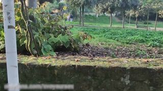 DICK FLASH - I PULL OUT MY COCK IN FRONT PEOPLE IN THE PUBLIC PARK WITH CUMSHOT - 02