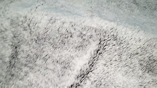 Tocando a Mi Hermanastra Embarazada Bajo Las Sabanas