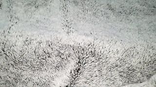 Tocando a Mi Hermanastra Embarazada Bajo Las Sabanas