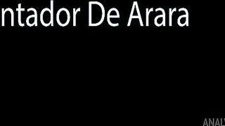 Concertando arara