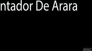 Concertando arara