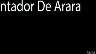Concertando arara