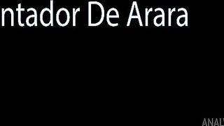 Concertando arara