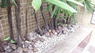 Red head trans screaming for the pleasure