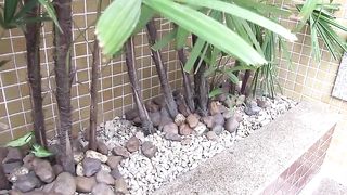 Red head trans screaming for the pleasure