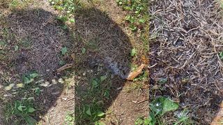 TIATINKLES - PEE ON THE BEE - IMG_3475 - SEP 02, 2025