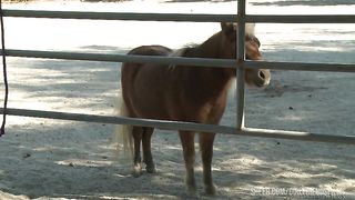 Sovereign Syre takes care of Carter Cruise's pussy in the Barn