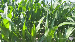 public play strapon in the cornfields