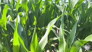 public play strapon in the cornfields