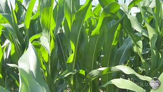 public play strapon in the cornfields