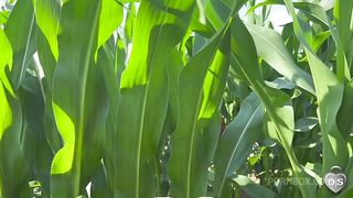 public play strapon in the cornfields