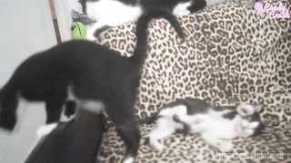 BTS - Step sisses getting ass fucked and pissed on by a BBC
