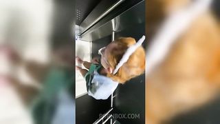 Bitch enters the elevator with a stranger and sucks his dick until he asks to put it in her pussy and cum in her mouth at the end