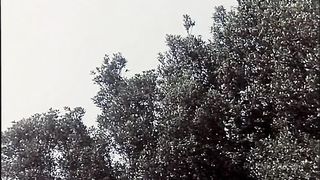 Great Vintage birthday orgy with Rocco Siffredi and Moana Pozzi