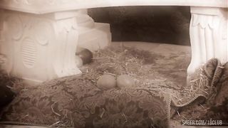 Psycho Whores Get Their Fill Of Stiff Cock