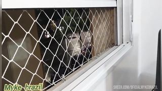 Mulher se masturba quando eu chego ela me faz um boquete e mechama para me comer o cuzinho dela