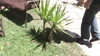 WHITNEY STEVENS TAKES ON TWO COCKS